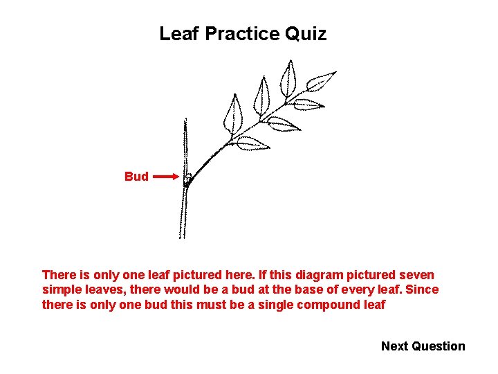 Leaf Practice Quiz Bud There is only one leaf pictured here. If this diagram