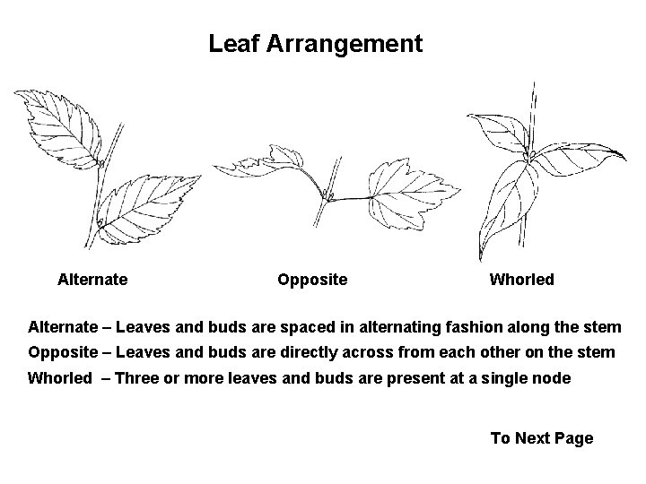 Leaf Arrangement Alternate Opposite Whorled Alternate – Leaves and buds are spaced in alternating