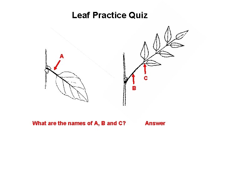 Leaf Practice Quiz A C B What are the names of A, B and