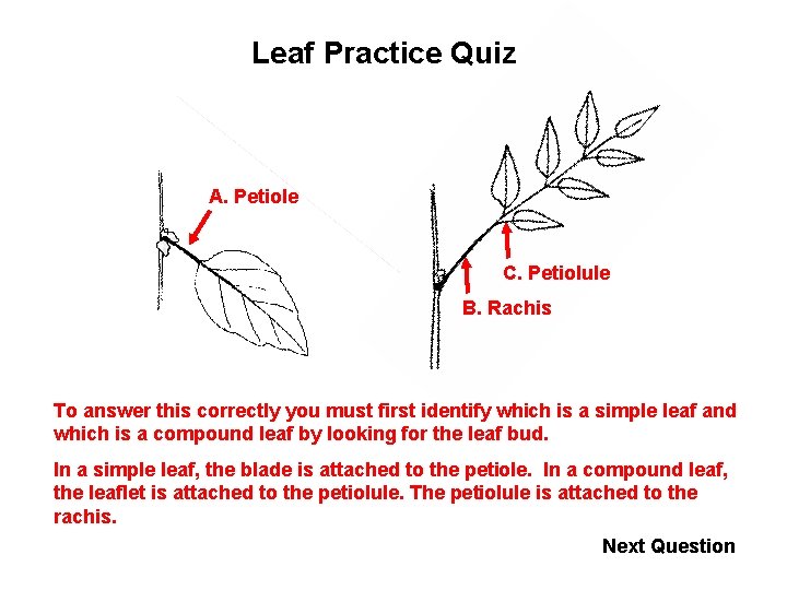 Leaf Practice Quiz A. Petiole C. Petiolule B. Rachis To answer this correctly you