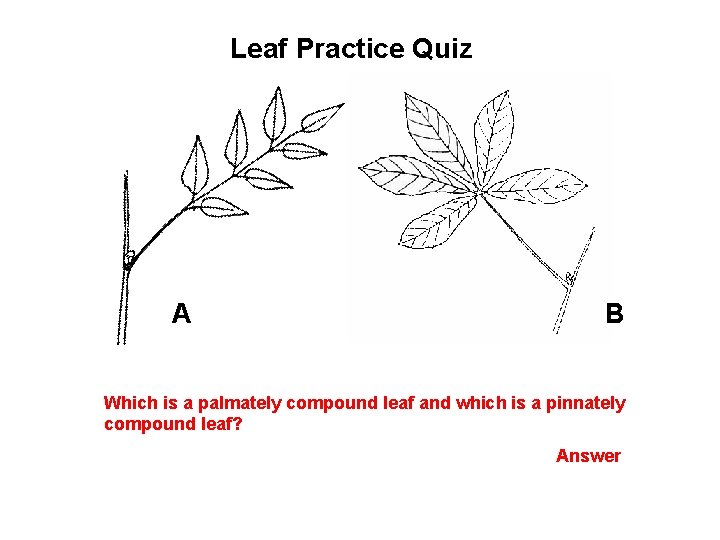 Leaf Practice Quiz A B Which is a palmately compound leaf and which is