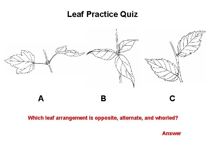 Leaf Practice Quiz A B C Which leaf arrangement is opposite, alternate, and whorled?