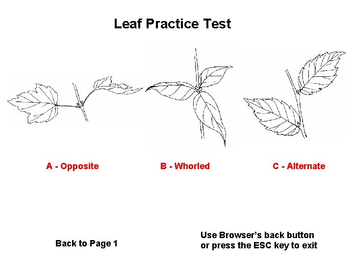 Leaf Practice Test A - Opposite Back to Page 1 B - Whorled C