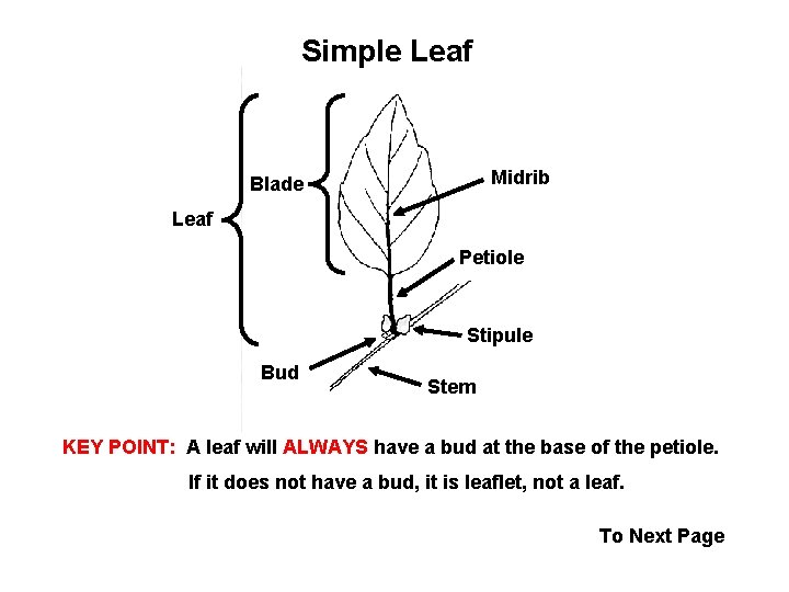 Simple Leaf Midrib Blade Leaf Petiole Stipule Bud Stem KEY POINT: A leaf will