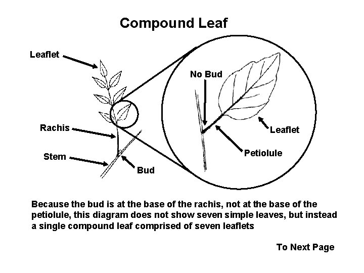 Compound Leaflet No Bud Rachis Leaflet Petiolule Stem Bud Because the bud is at