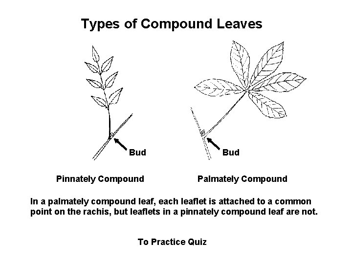 Types of Compound Leaves Bud Pinnately Compound Bud Palmately Compound In a palmately compound