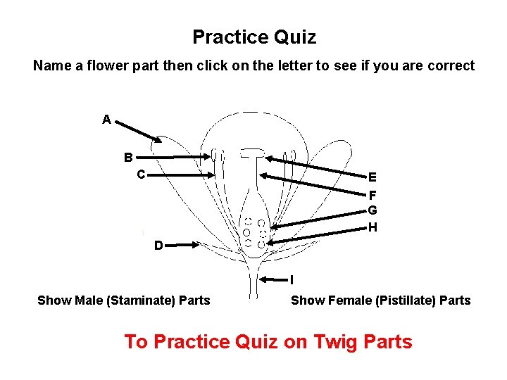 Practice Quiz Name a flower part then click on the letter to see if