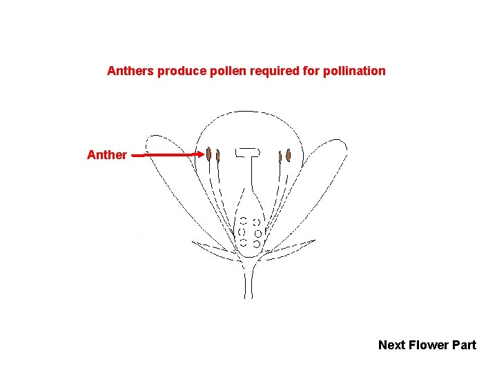 Anthers produce pollen required for pollination Anther Next Flower Part 