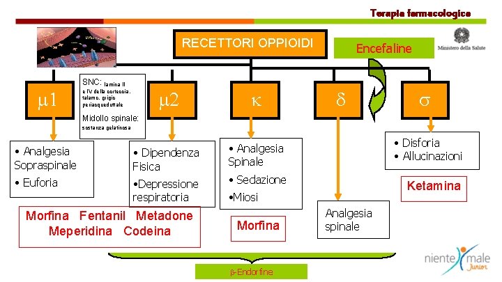 Terapia farmacologica RECETTORI OPPIOIDI m 1 SNC: lamina II m 2 k • Analgesia