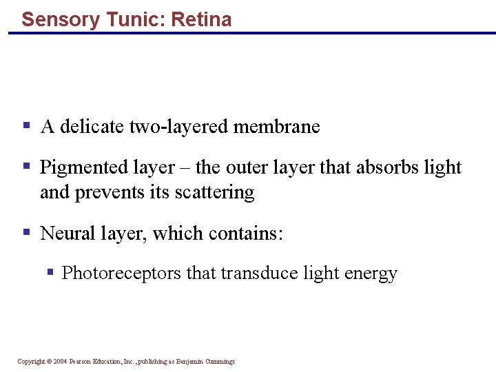 Sensory Tunic: Retina § A delicate two-layered membrane § Pigmented layer – the outer
