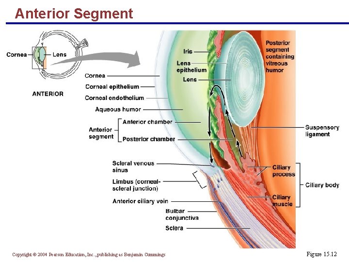 Anterior Segment Copyright © 2004 Pearson Education, Inc. , publishing as Benjamin Cummings Figure