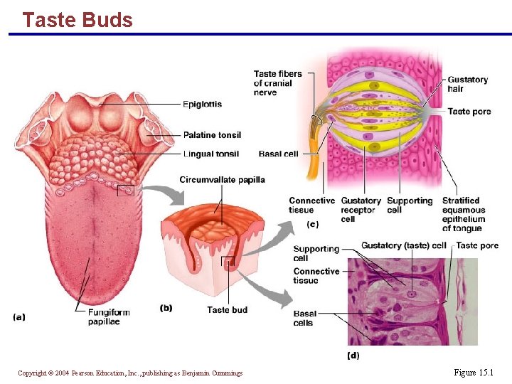 Taste Buds Copyright © 2004 Pearson Education, Inc. , publishing as Benjamin Cummings Figure