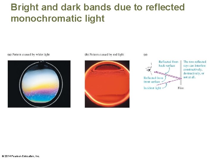 Bright and dark bands due to reflected monochromatic light © 2014 Pearson Education, Inc.