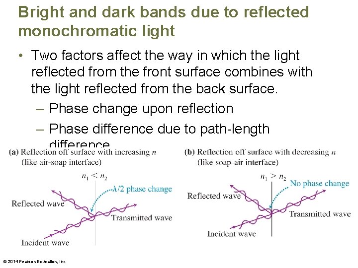 Bright and dark bands due to reflected monochromatic light • Two factors affect the