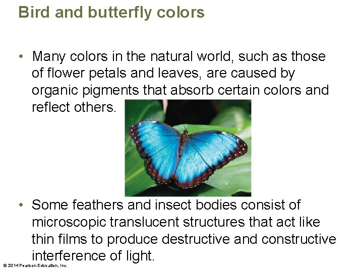 Bird and butterfly colors • Many colors in the natural world, such as those