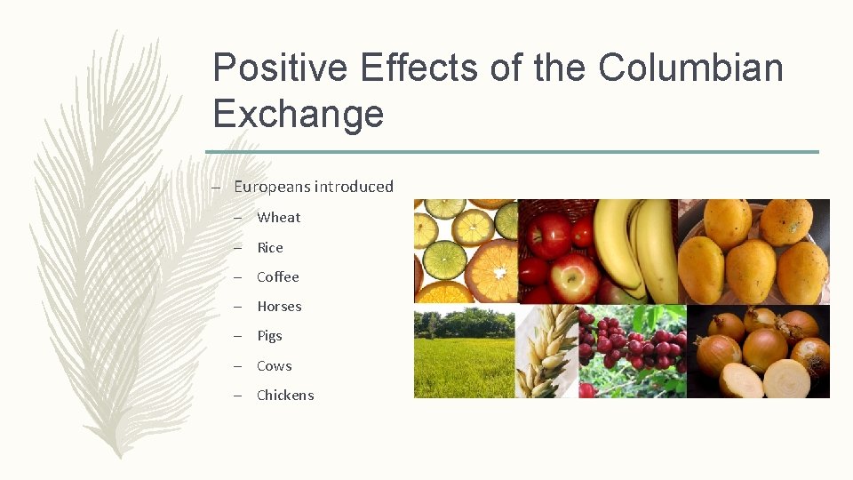 Positive Effects of the Columbian Exchange – Europeans introduced – Wheat – Rice –