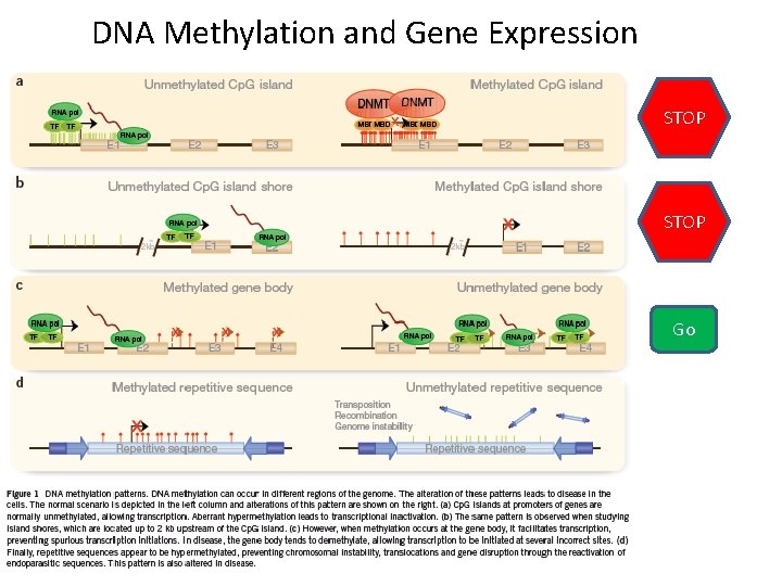 DNA Methylation and Gene Expression STOP Go 
