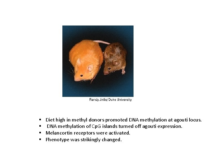 § § Diet high in methyl donors promoted DNA methylation at agouti locus. DNA