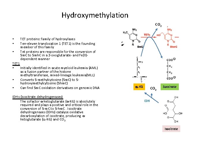 Hydroxymethylation CO 2 • • • TET proteins: family of hydroxylases Ten-eleven translocation 1