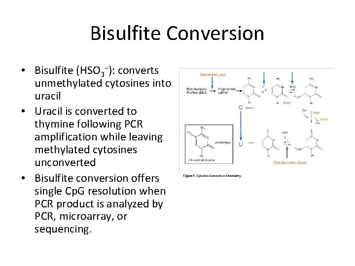 Bisulfite Conversion • Bisulfite (HSO 3−): converts unmethylated cytosines into uracil • Uracil is