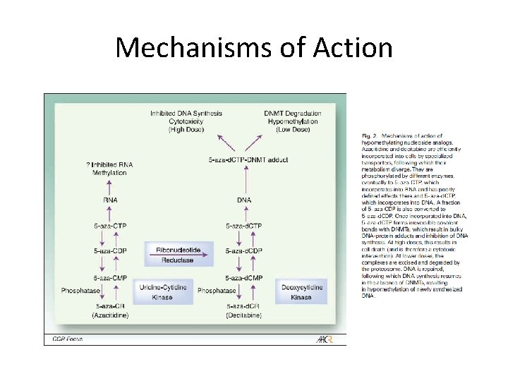 Mechanisms of Action 