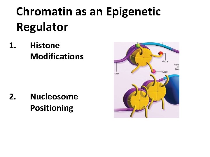 Chromatin as an Epigenetic Regulator 1. Histone Modifications 2. Nucleosome Positioning 