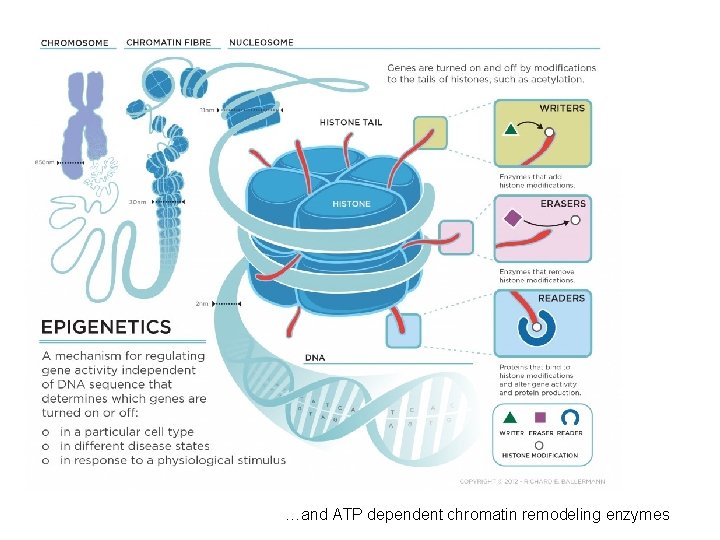 …and ATP dependent chromatin remodeling enzymes 