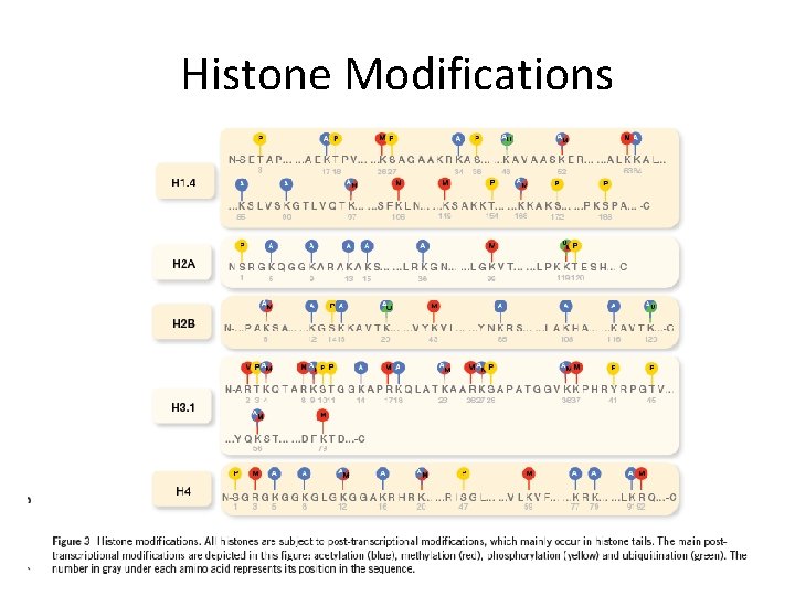 Histone Modifications 