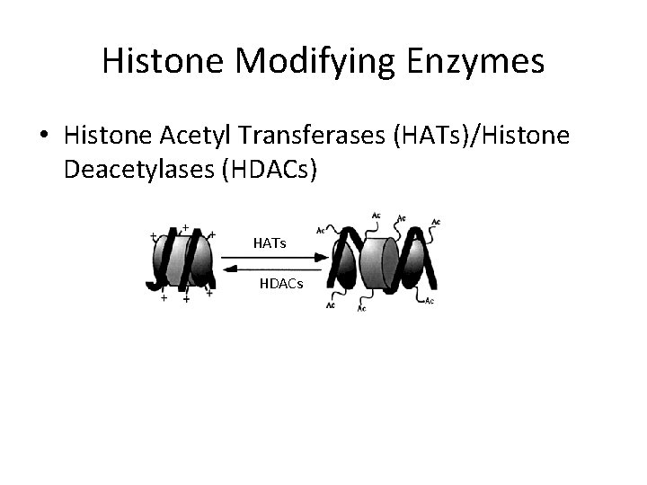 Histone Modifying Enzymes • Histone Acetyl Transferases (HATs)/Histone Deacetylases (HDACs) HATs HDACs 