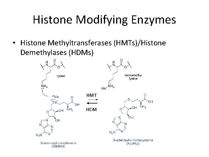 Histone Modifying Enzymes • Histone Methyltransferases (HMTs)/Histone Demethylases (HDMs) HMT HDM 