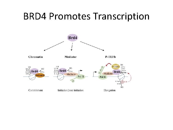 BRD 4 Promotes Transcription 