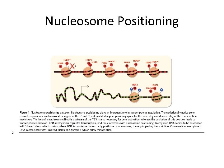 Nucleosome Positioning 
