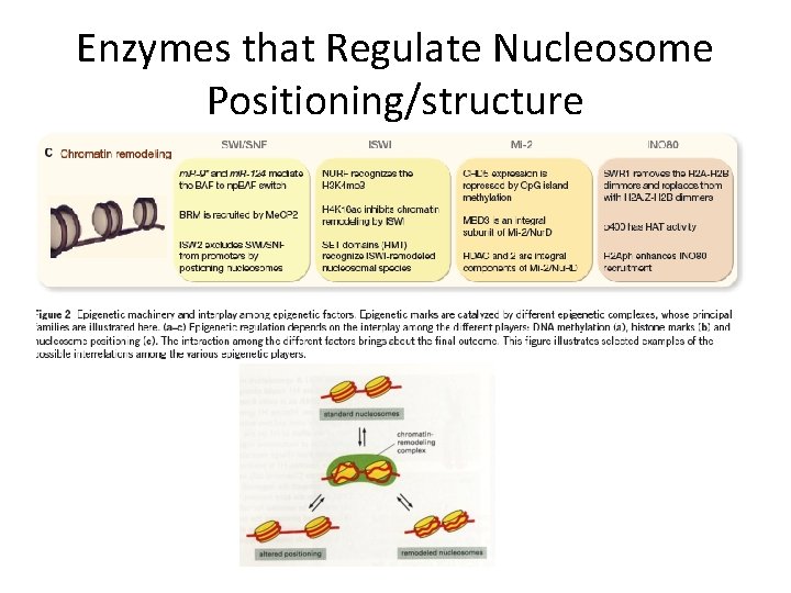 Enzymes that Regulate Nucleosome Positioning/structure 