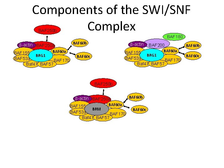 Components of the SWI/SNF Complex BAF 250 b BAF 180 BAF 60 b β-actin