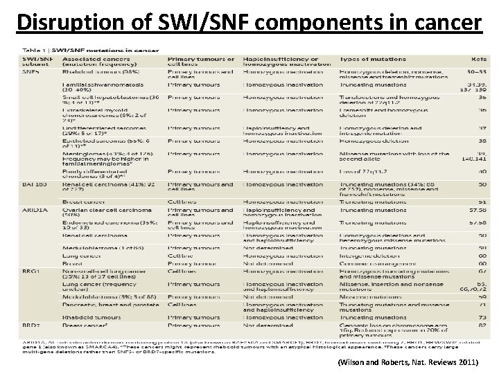 Disruption of SWI/SNF components in cancer (Wilson and Roberts, Nat. Reviews 2011) 
