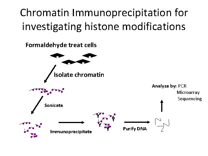 Chromatin Immunoprecipitation for investigating histone modifications Formaldehyde treat cells . . Isolate chromatin .
