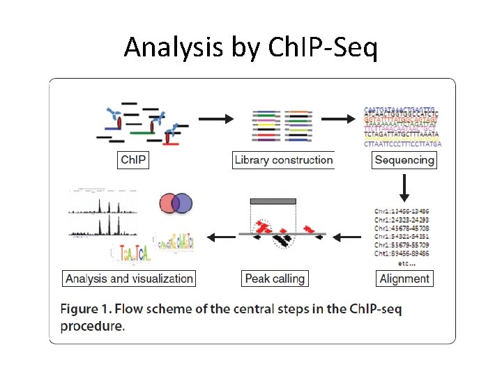 Analysis by Ch. IP-Seq 