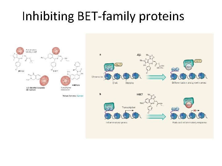 Chemical Inhibition. BET-family of BRD 4 Altersproteins Gene Expression Inhibiting Nature. 2010 December 23;