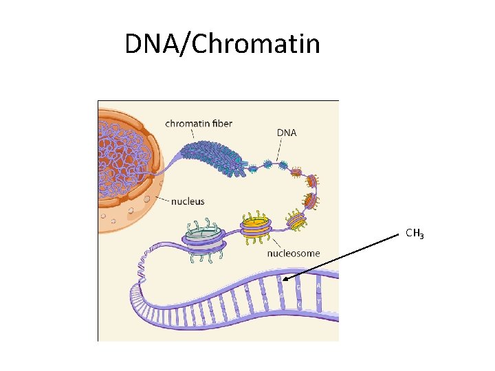 DNA/Chromatin CH 3 