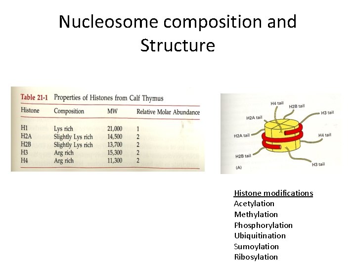 Nucleosome composition and Structure Histone modifications Acetylation Methylation Phosphorylation Ubiquitination Sumoylation Ribosylation 