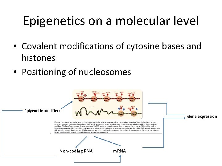 Epigenetics on a molecular level • Covalent modifications of cytosine bases and histones •