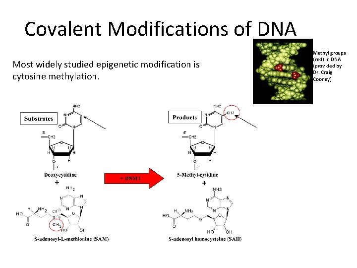 Covalent Modifications of DNA Most widely studied epigenetic modification is cytosine methylation. Methyl groups