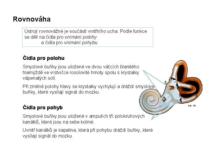 Rovnováha Ústrojí rovnovážné je součástí vnitřního ucha. Podle funkce se dělí na čidla pro