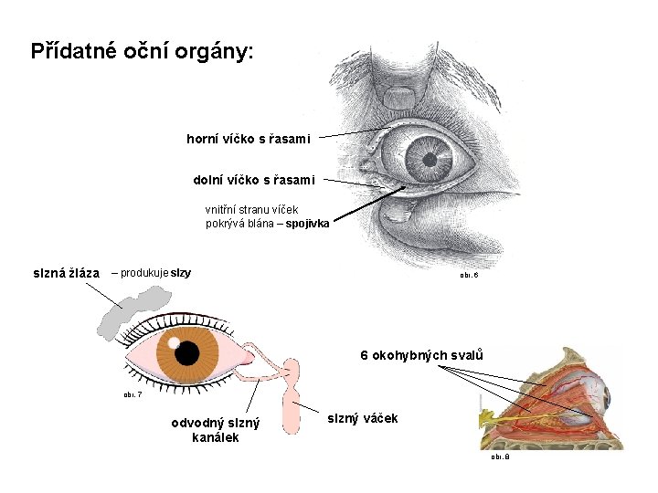 Přídatné oční orgány: horní víčko s řasami dolní víčko s řasami vnitřní stranu víček