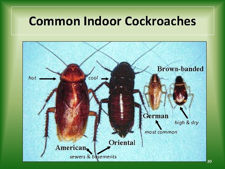 Common Indoor Cockroaches hot cool high & dry most common sewers & basements 20