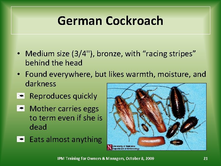 German Cockroach • Medium size (3/4''), bronze, with “racing stripes” behind the head •