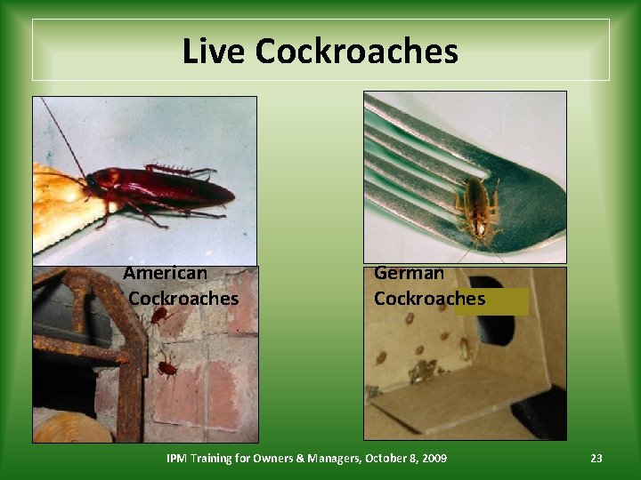 Live Cockroaches American Cockroaches German Cockroaches IPM Training for Owners & Managers, October 8,