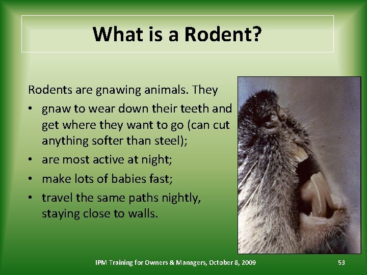 What is a Rodent? Rodents are gnawing animals. They • gnaw to wear down