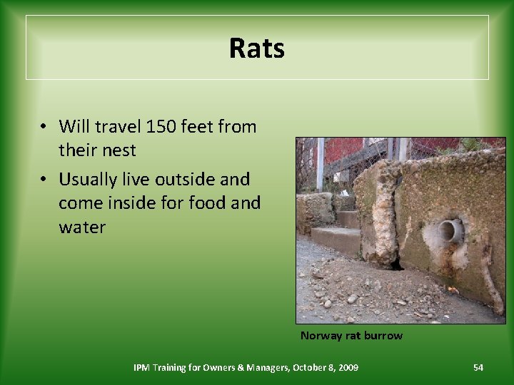 Rats • Will travel 150 feet from their nest • Usually live outside and
