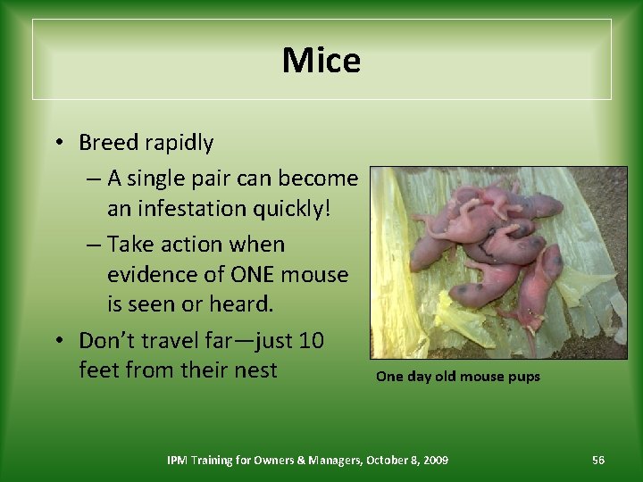 Mice • Breed rapidly – A single pair can become an infestation quickly! –